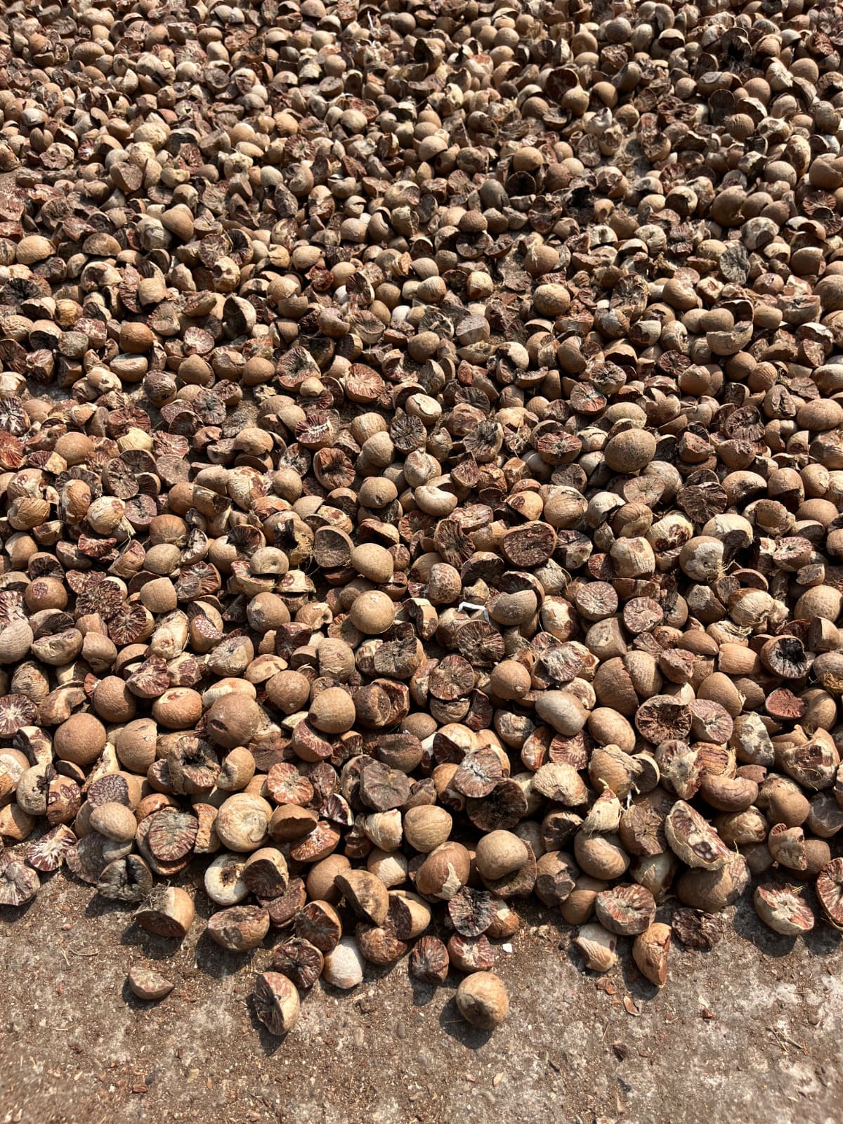 Pinang (Areca Nut)